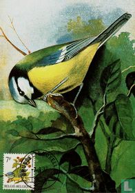 7 F / Pimpelmees / Mésange bleue