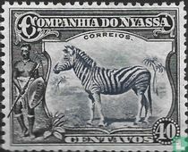 Zebra
