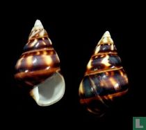 Liguus fasciatus marmoratus