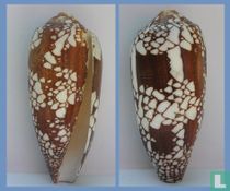 Conus aulicus
