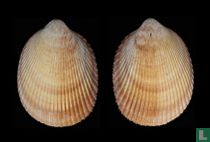 Vasticardium indioceanum