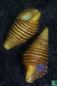 Turridrupa bijubata L. A. Reeve, 1843