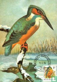 8 F / IJsvogel / Martin pêcheur d'Europe