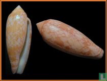 Conus auricomus