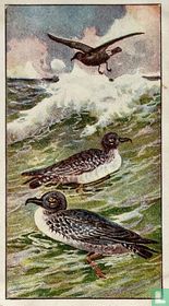 Stormvogel