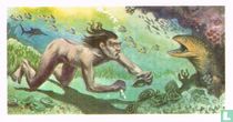 Naked Divers