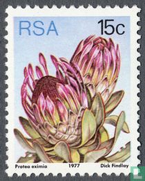 Protea for sale