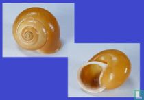 Sphaerospira lepidophora