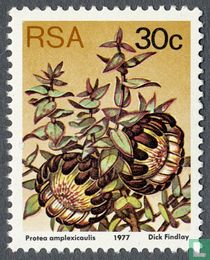 Protea
