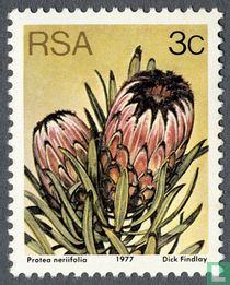 Protea for sale