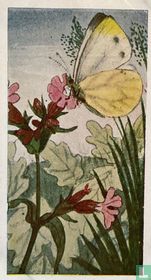 Koekoeksbloem met Witje