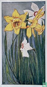 Narcissen