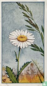 Witte Ganzebloem met Zwenkgras