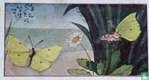 Citroenvlinder