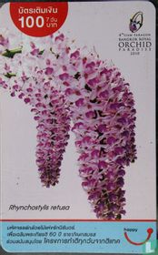 Rhynchostylis retusa 