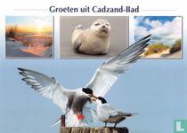 Groeten uit Cadzand-Bad