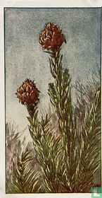 Cryptomeria