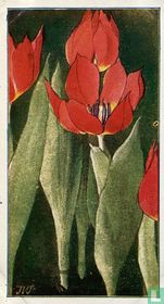 Duc van Thol. Tulp