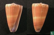 Conus planorbis