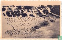 Preventorium Marin: La cure sur la dune