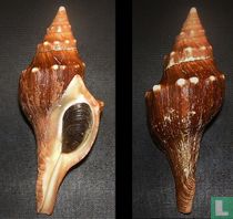 Kilburnia heynemanni