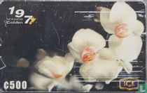 Orchidee