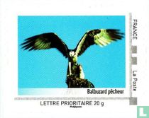 Balbuzard pêcheur