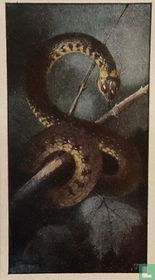 Ringslang