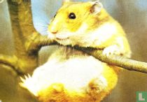 Golden hamster