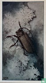 Weverbok