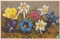 Flora Alpina