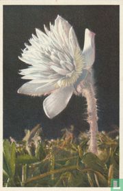 Anemone vernalis