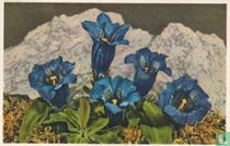 Gentiana acaulis