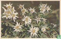 Leontopodium alpinum