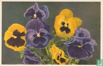 Viola tricolor