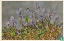Soldanella alpina