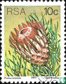 Protea for sale