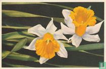 Narcissus pseudonarcissus
