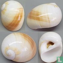 Polinices flemingianus