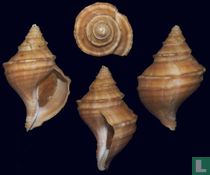 Neptunea gyroscopoides
