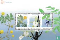 Flore Bonaire