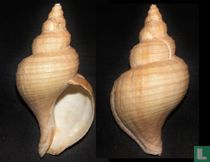 Neptunea intersculpta