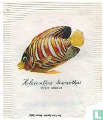 Holacanthus Diacanthus