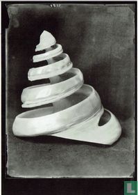 Trochus Niloticus Linné of Tolhoren, 1922