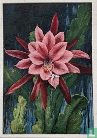 Phyllocactus hybridus “Joseph de Laet”