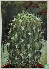 Echinopsis pentlandii