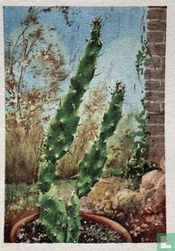 Opuntia foliosa