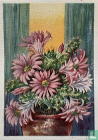 Echinocereus berlandierii
