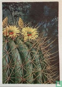 Echinocactus ingens