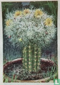Mamillaria bocasana